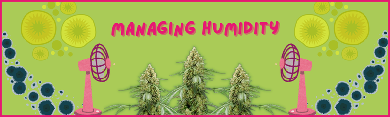 Optimale Luftfeuchtigkeit für gesundes Cannabiswachstum